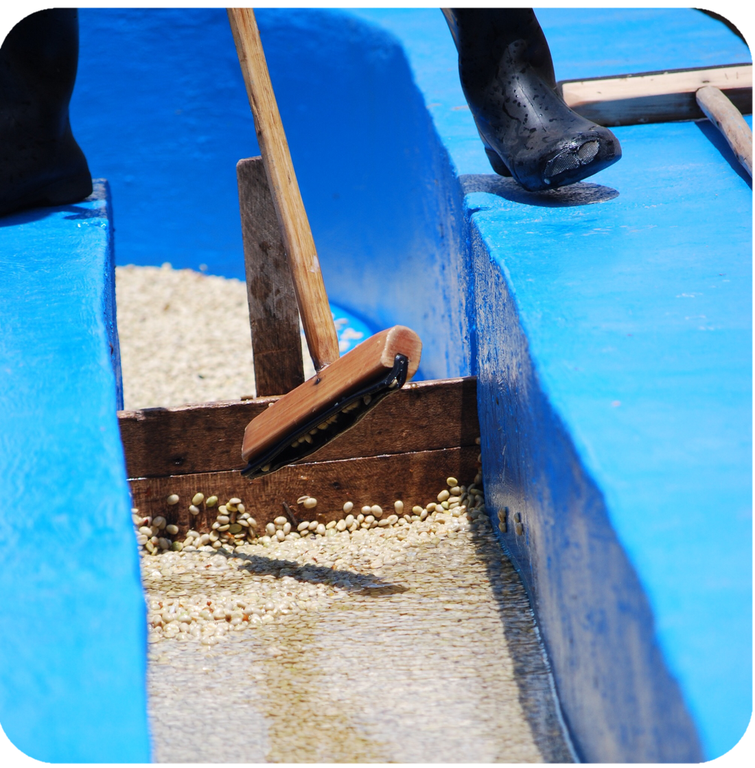 Coffee Fundamentals: Coffee Processing