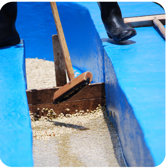 Coffee Fundamentals: Coffee Processing