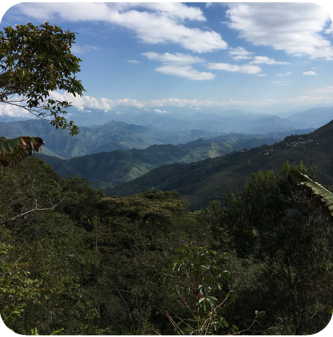 New Coffee: Cajamarca APU