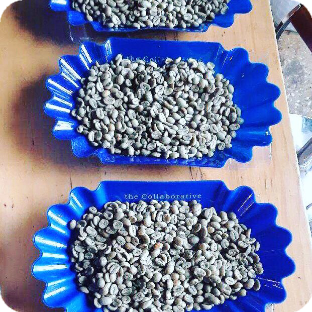 Coffee Fundamentals: Selecting Our Coffee